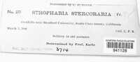 Protostropharia semiglobata image